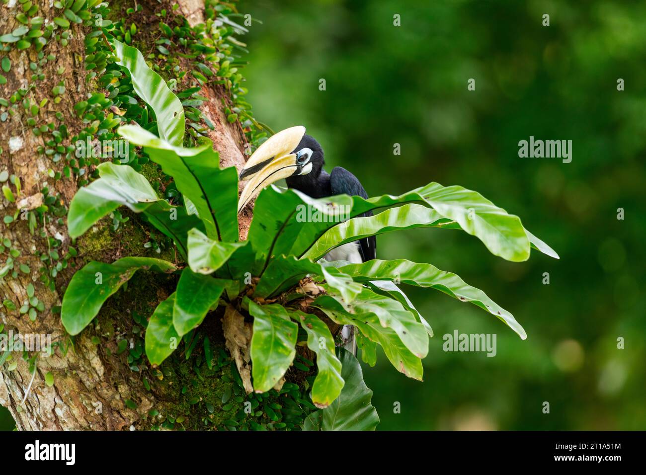 A male oriental pied hornbill foraging in a tree fern, Singapore Stock Photo