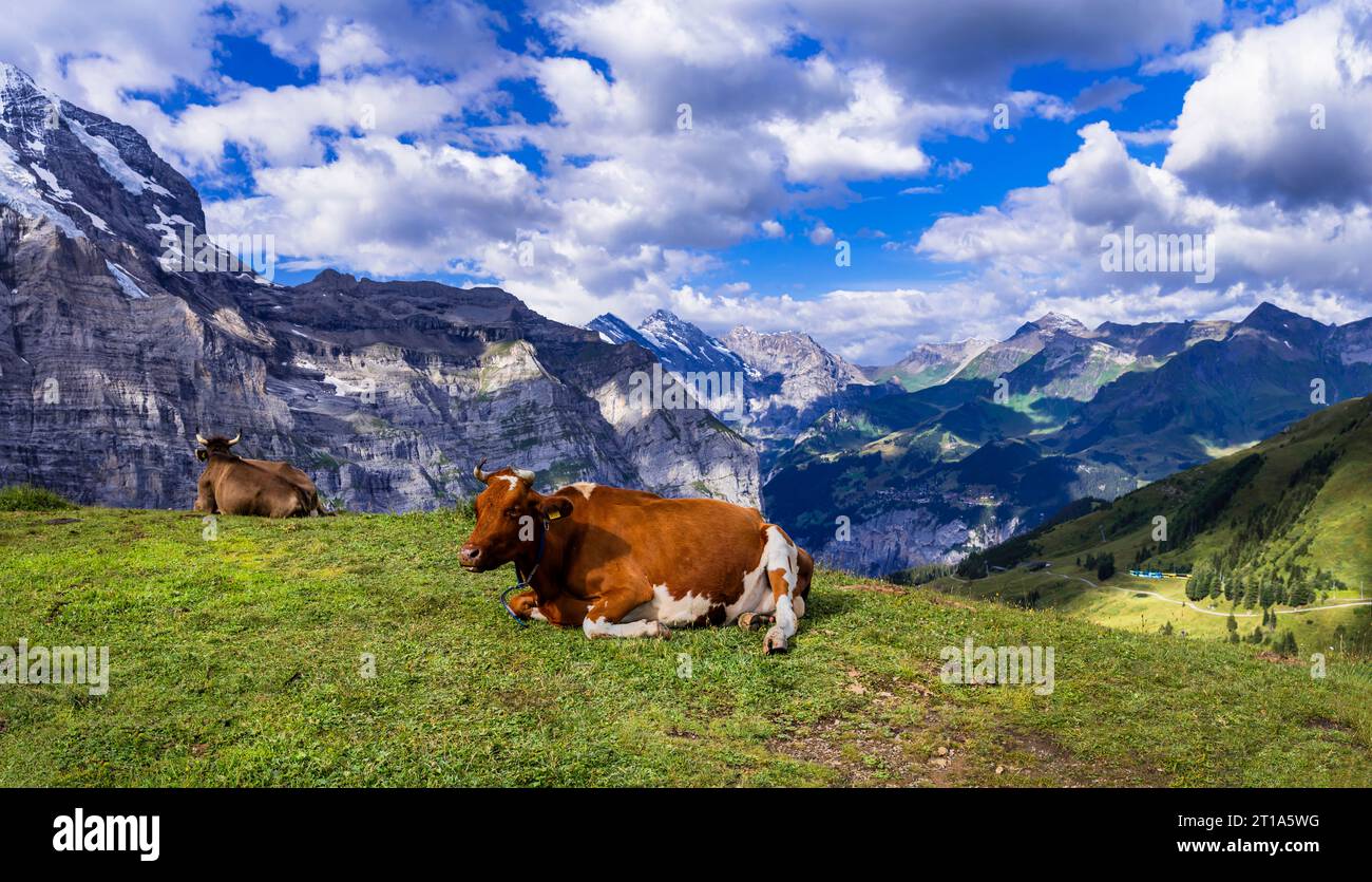 Switzerland nature scenery. Green swiss pastures fields with cows surrounded by Alps mountains and snowy peaks Stock Photo