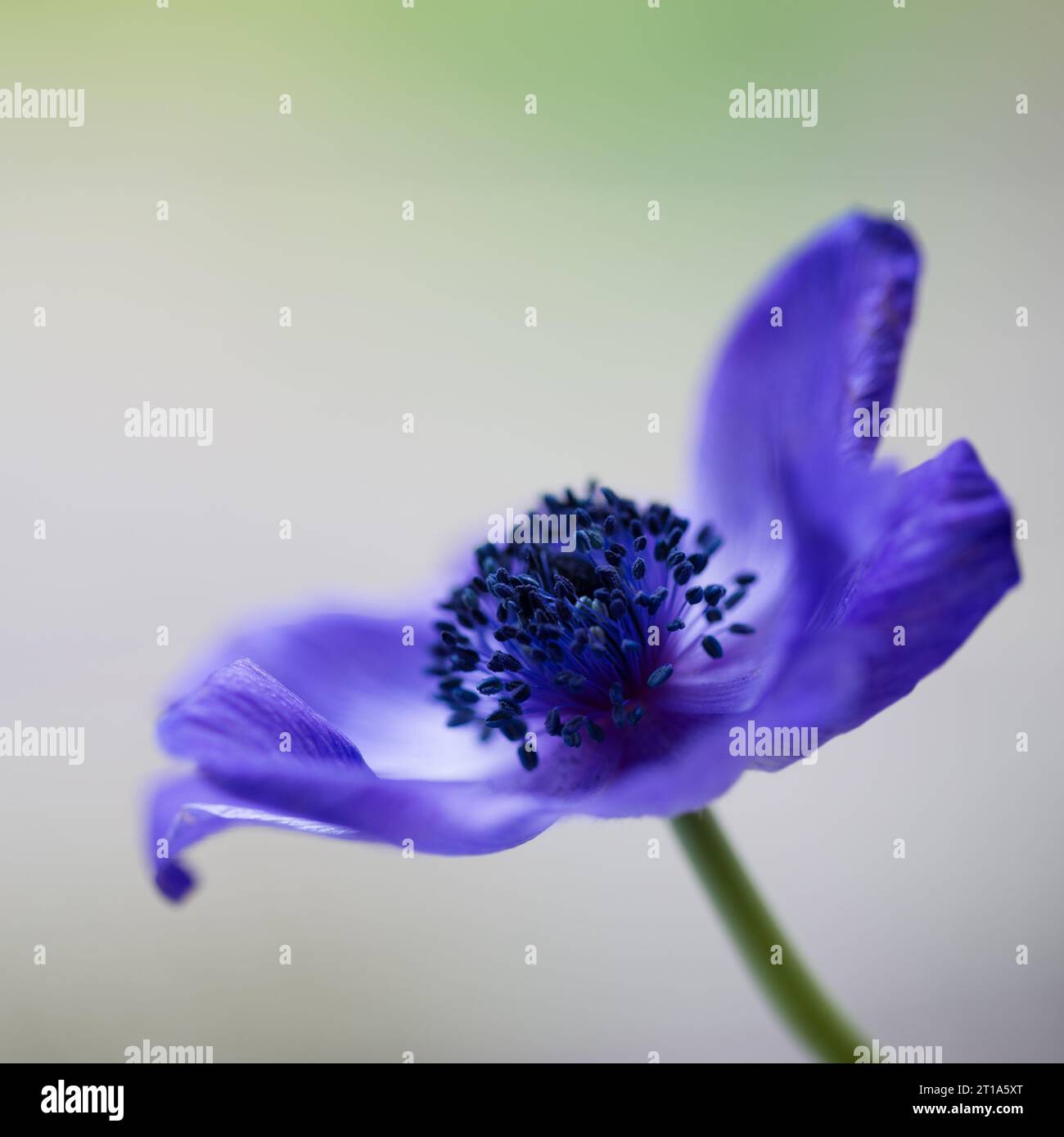 Beautiful colour photograph of a purple anemone  with petals fully opened. Stock Photo