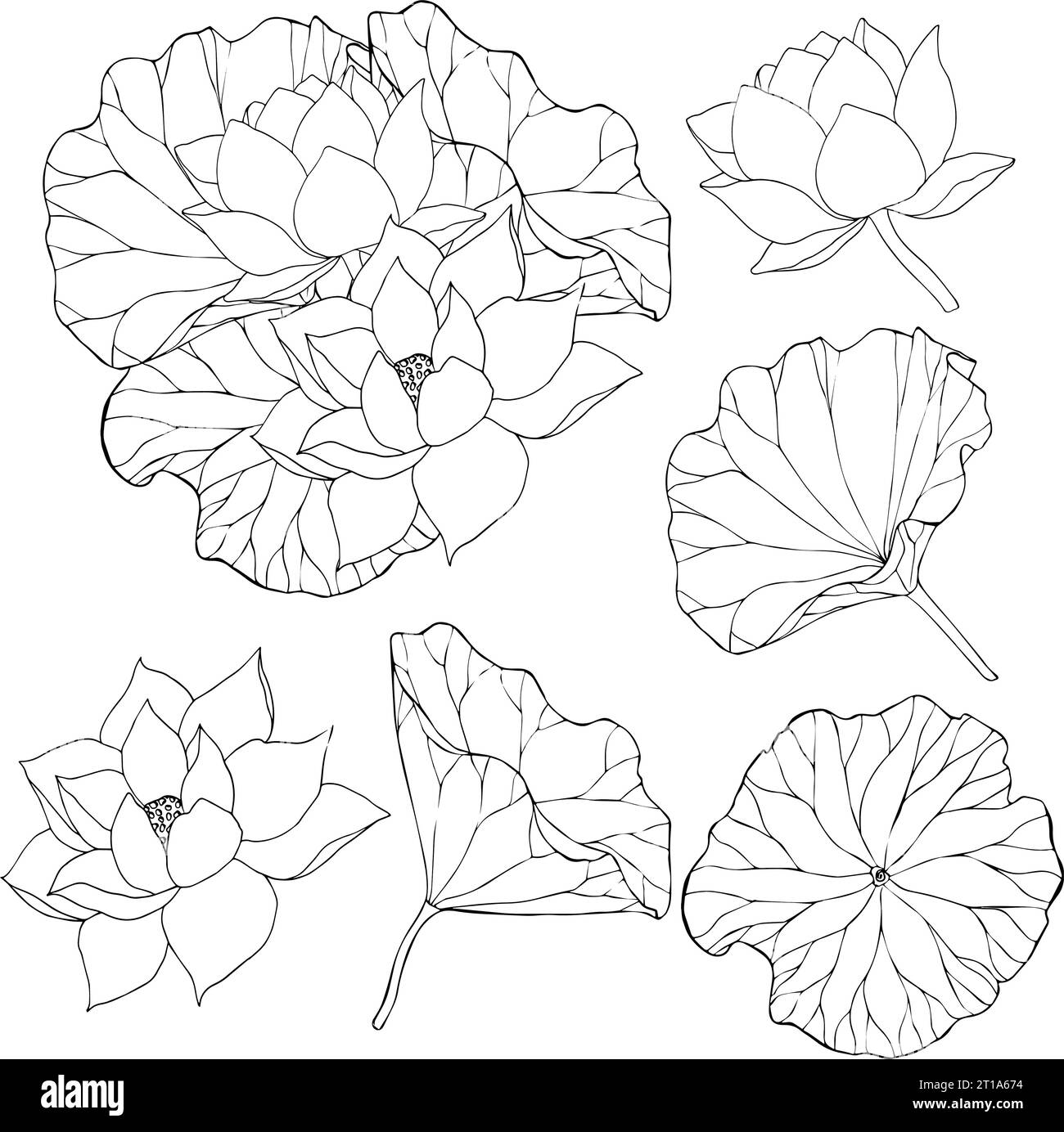 Set of vector hand drawn lotus flowers and buds, huge leaves, black ...