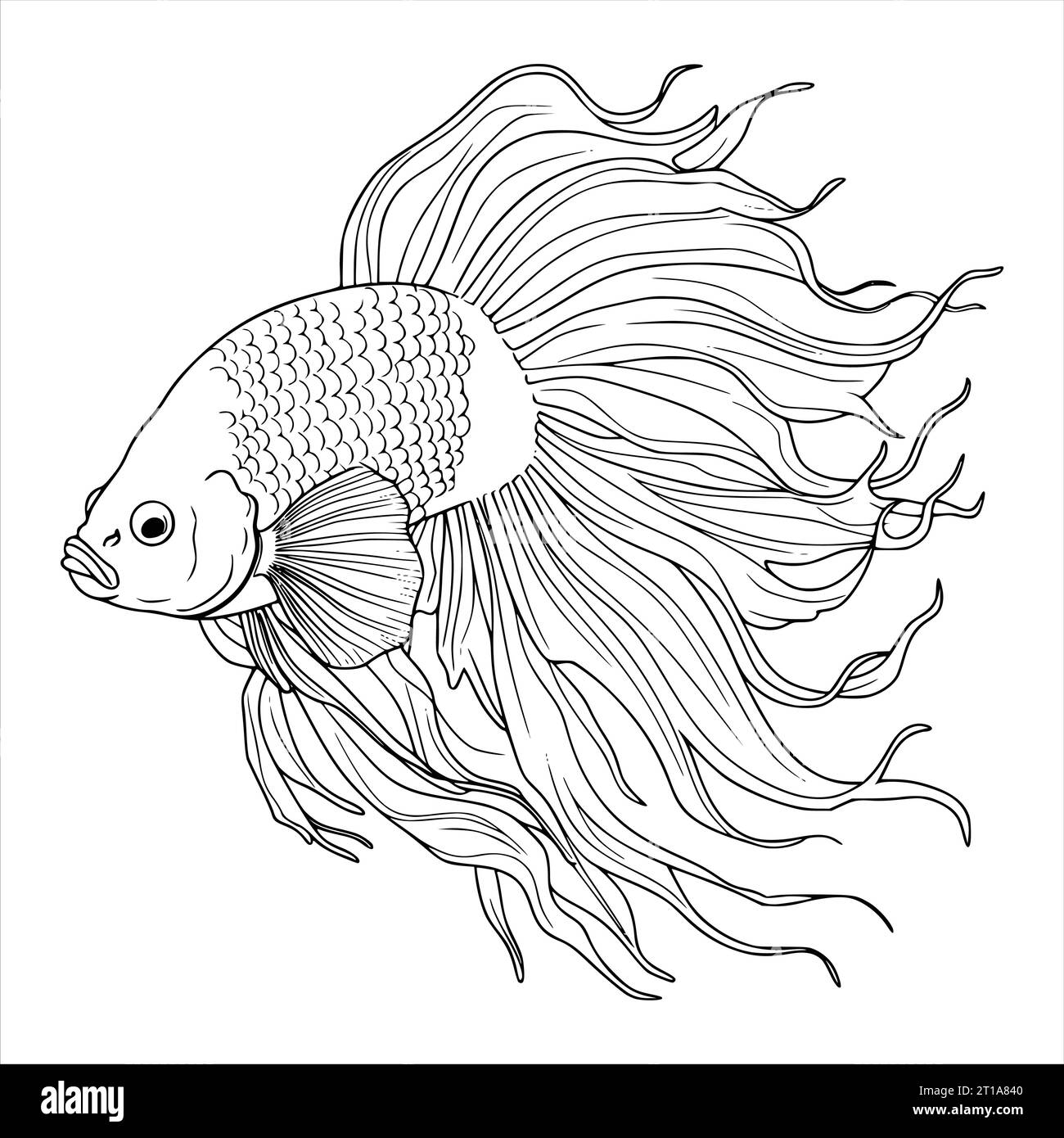 Betta Fish Coloring Pages for Kids Stock Vector Image & Art - Alamy