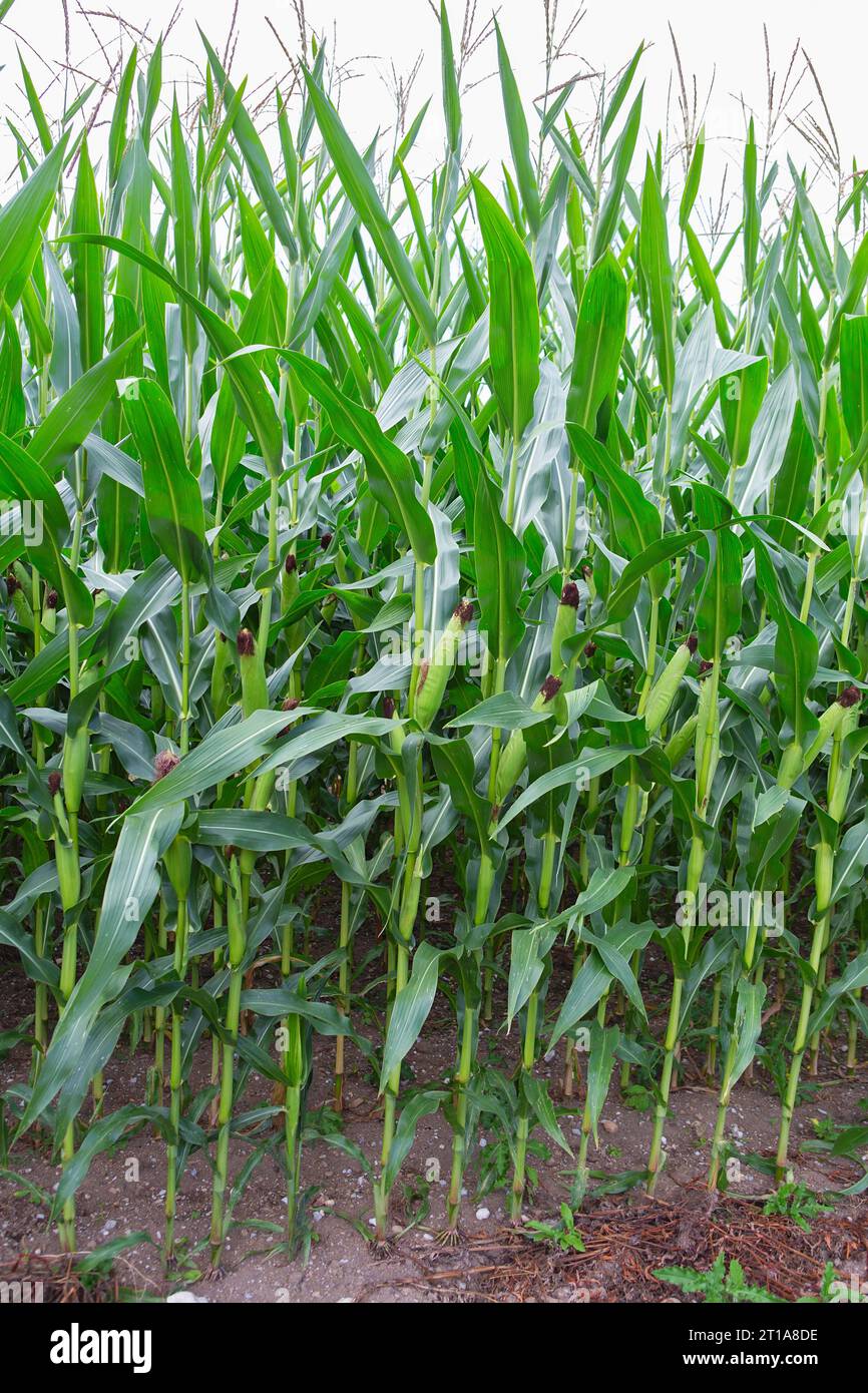 Stems of corn with fresh verdant leaves cultivated in agricultural field of countryside. Corn cobs in corn plantation field Stock Photo