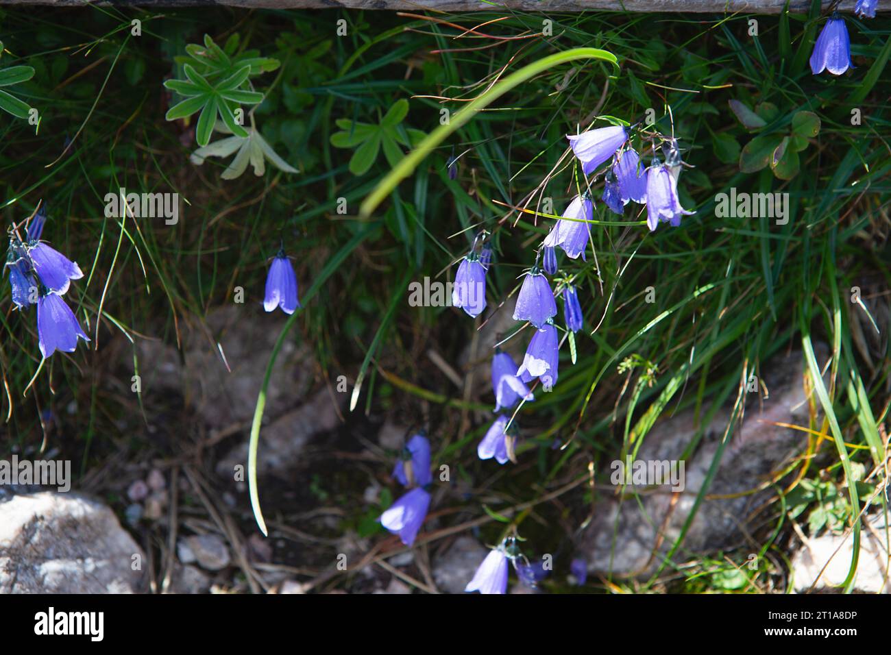 Blue bells flowers in the Alps mountains in summer. Purple bell flowers growing on the rock. Blooming of mountain alpine bellflower in nature. Floral Stock Photo