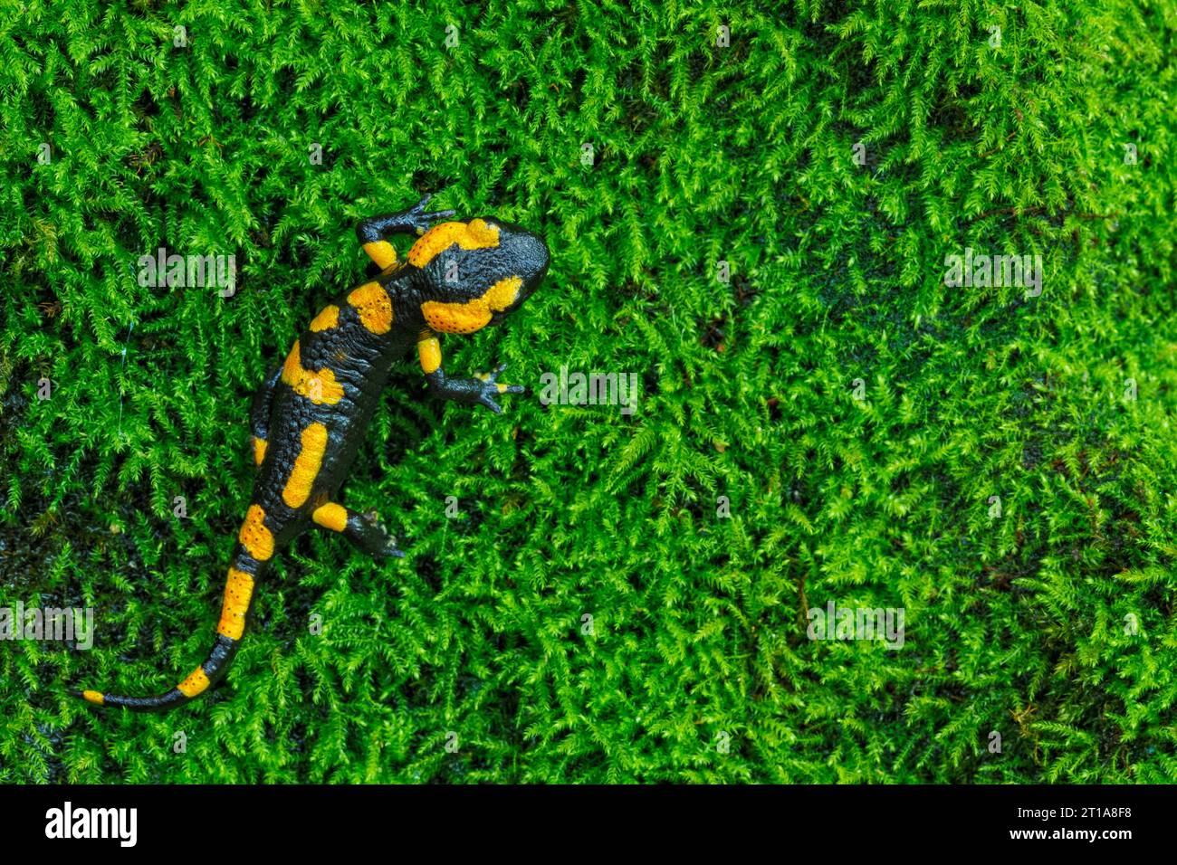 Fire Salamander, Salamandra salamandra, on moss Stock Photo Alamy