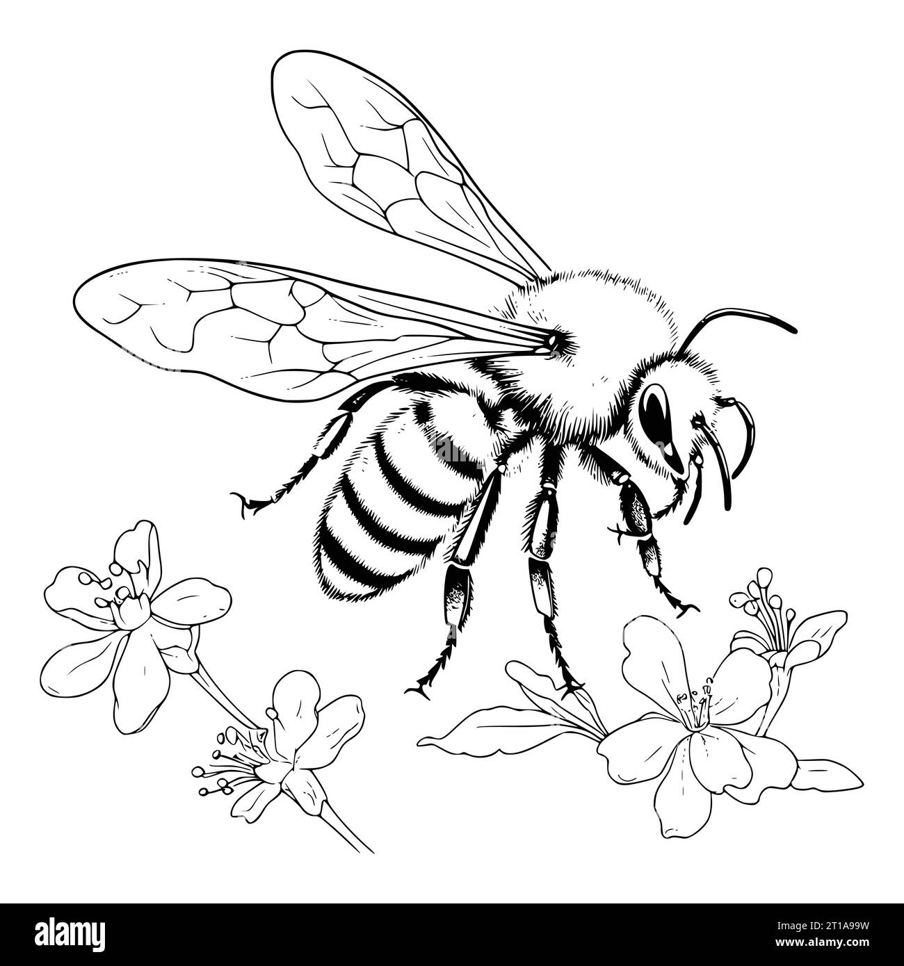 Bumblebee Coloring Page