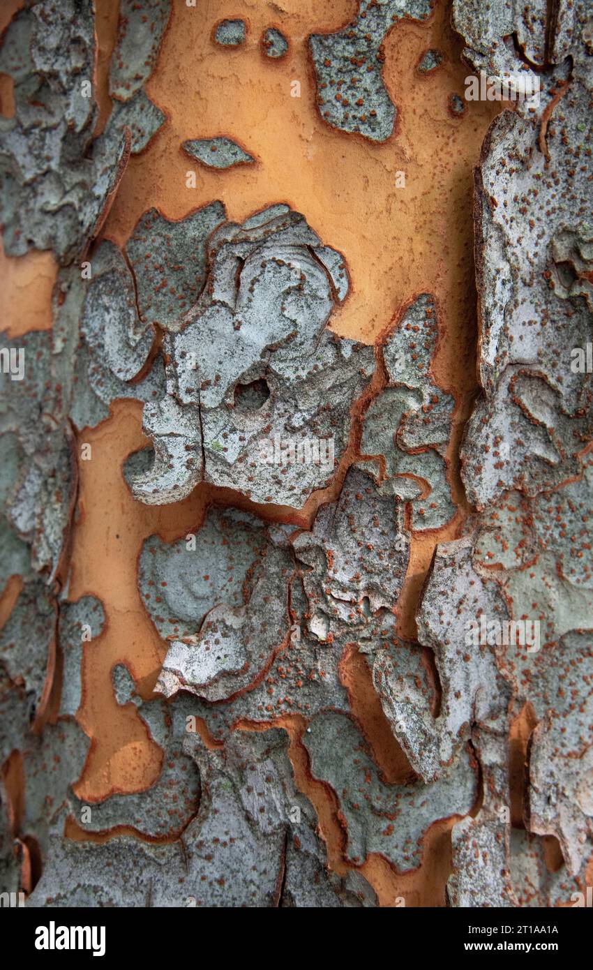 Macro view of bark of Chinese elm (Ulmus parvifolia) Stock Photo