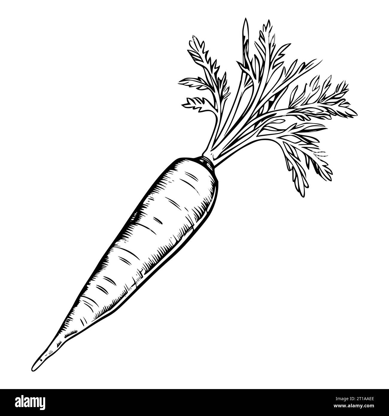 Carrot Coloring Page Drawing For Kids Stock Vector