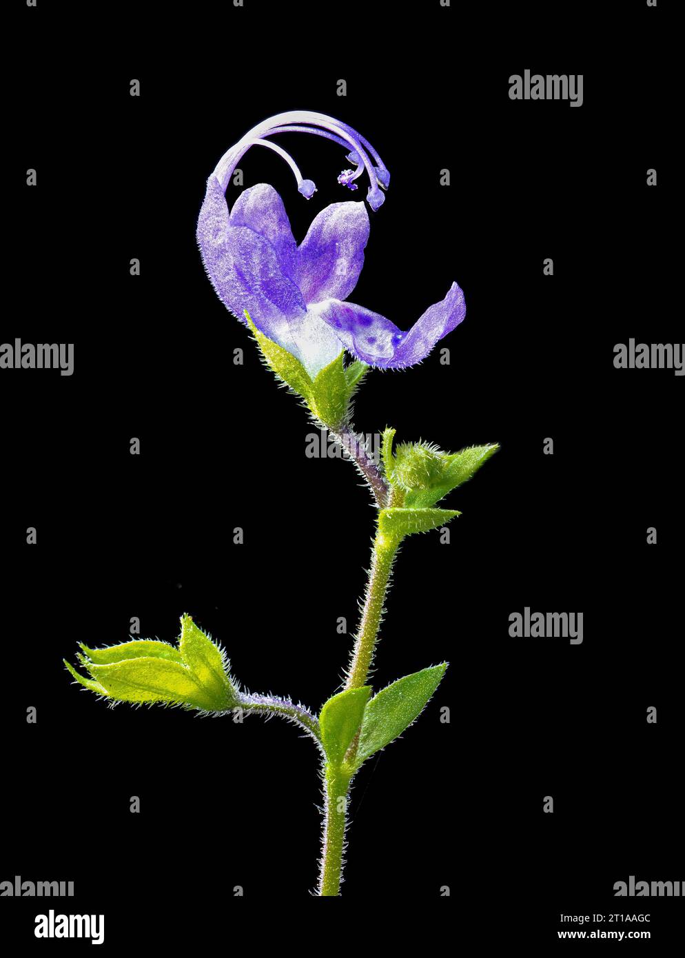 Macro view of blue curls (Trichostema dichotomum), a native plant of the eastern half of the U.S. Flower is about 10mm in length. Stock Photo