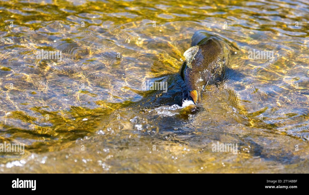 Salmon Run in Ganaraska River at Corbetts Dam Fish Ladder, Port Hope ON