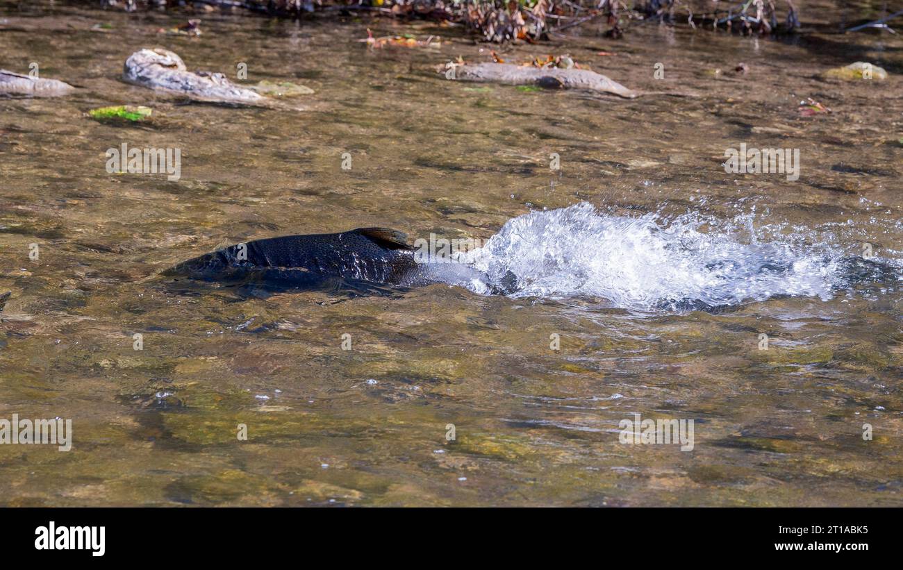 Salmon Run in Ganaraska River at Corbetts Dam Fish Ladder, Port Hope ON