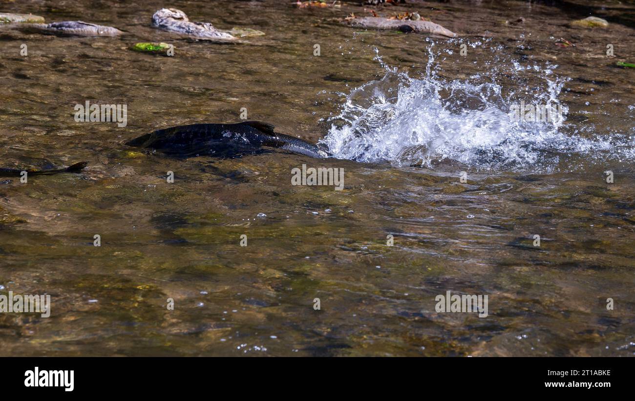 Salmon Run in Ganaraska River at Corbetts Dam Fish Ladder, Port Hope ON