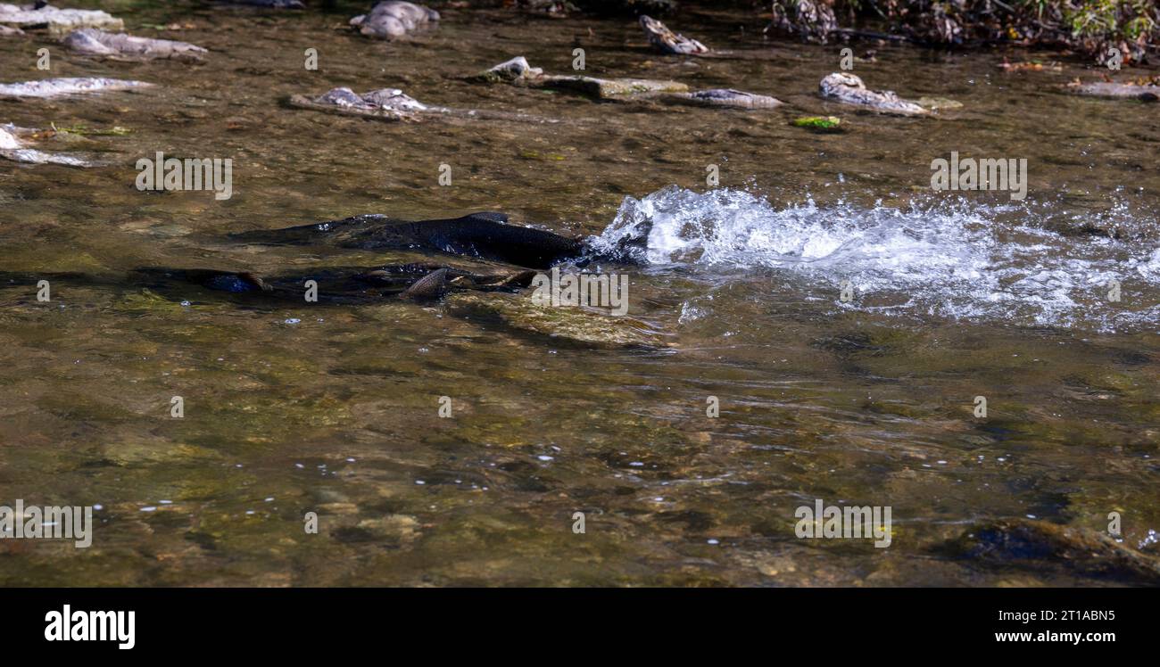 Salmon Run in Ganaraska River at Corbetts Dam Fish Ladder, Port Hope ON