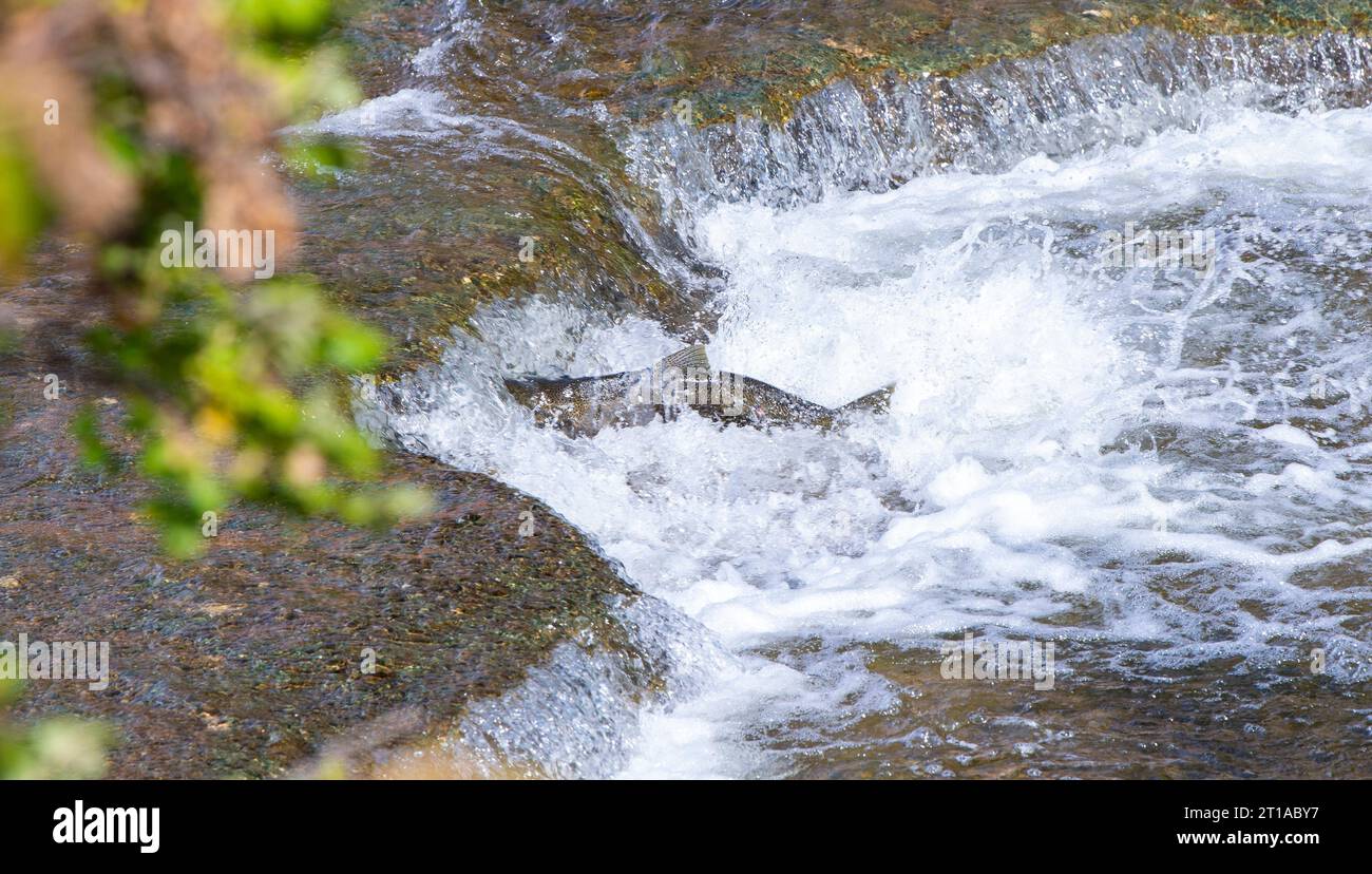 Salmon Run in Ganaraska River at Corbetts Dam Fish Ladder, Port Hope ON