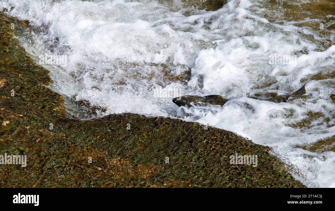 Salmon Run in Ganaraska River at Corbetts Dam Fish Ladder, Port Hope ON