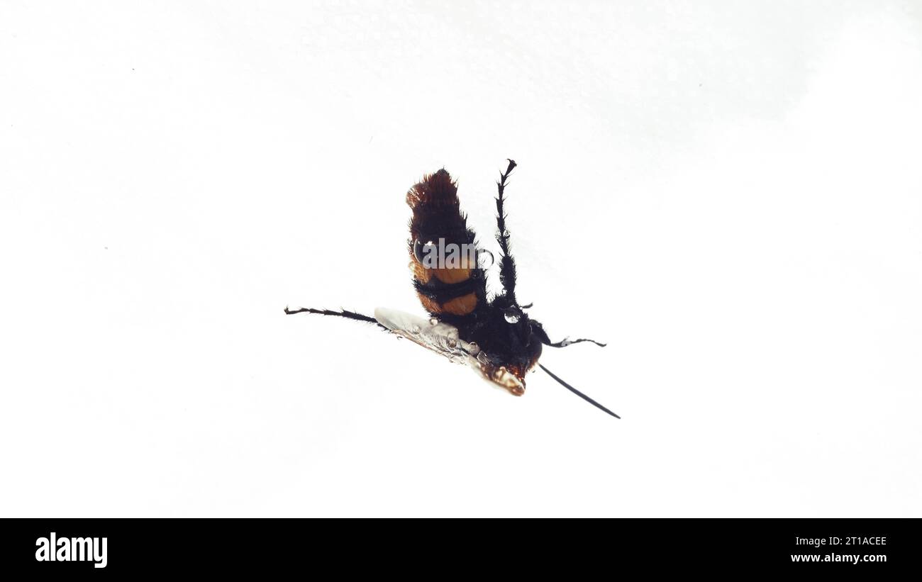 Hornet after rain with water drops on its body. A large hornet close-up on a white background Stock Photo