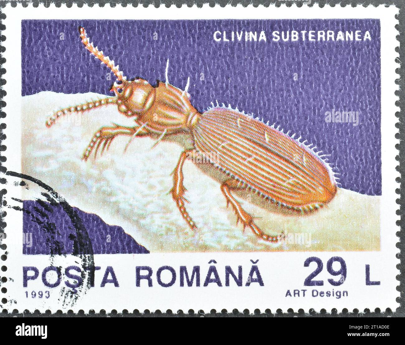 Cancelled postage stamp printed by Romania, that shows Ground Beetle (Clivina subterranea), Animals from the Movile Cavern, circa 1993. Stock Photo