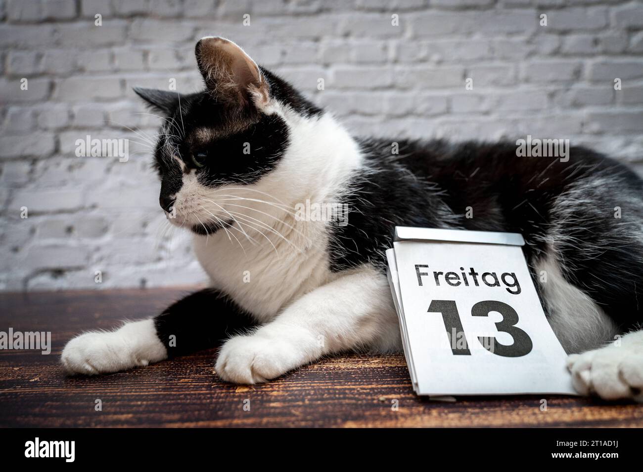 Augsburg, Bavaria, Germany. 12th Oct, 2023. Black cat with a calendar