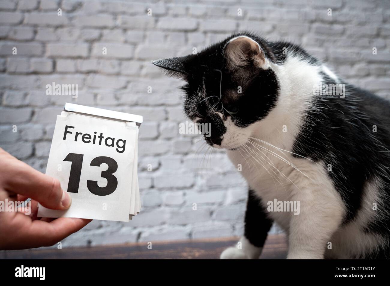 Augsburg, Bavaria, Germany. 12th Oct, 2023. Black cat with a calendar