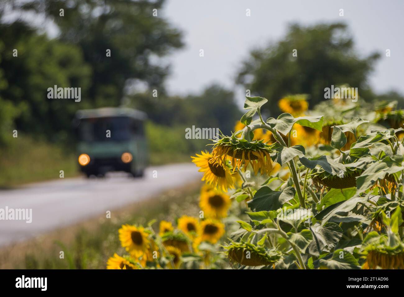 17.07.2023. Hungary, between Tarany and Nagyatad. Ikarus 256 hidden behind sunflowers. Stock Photo