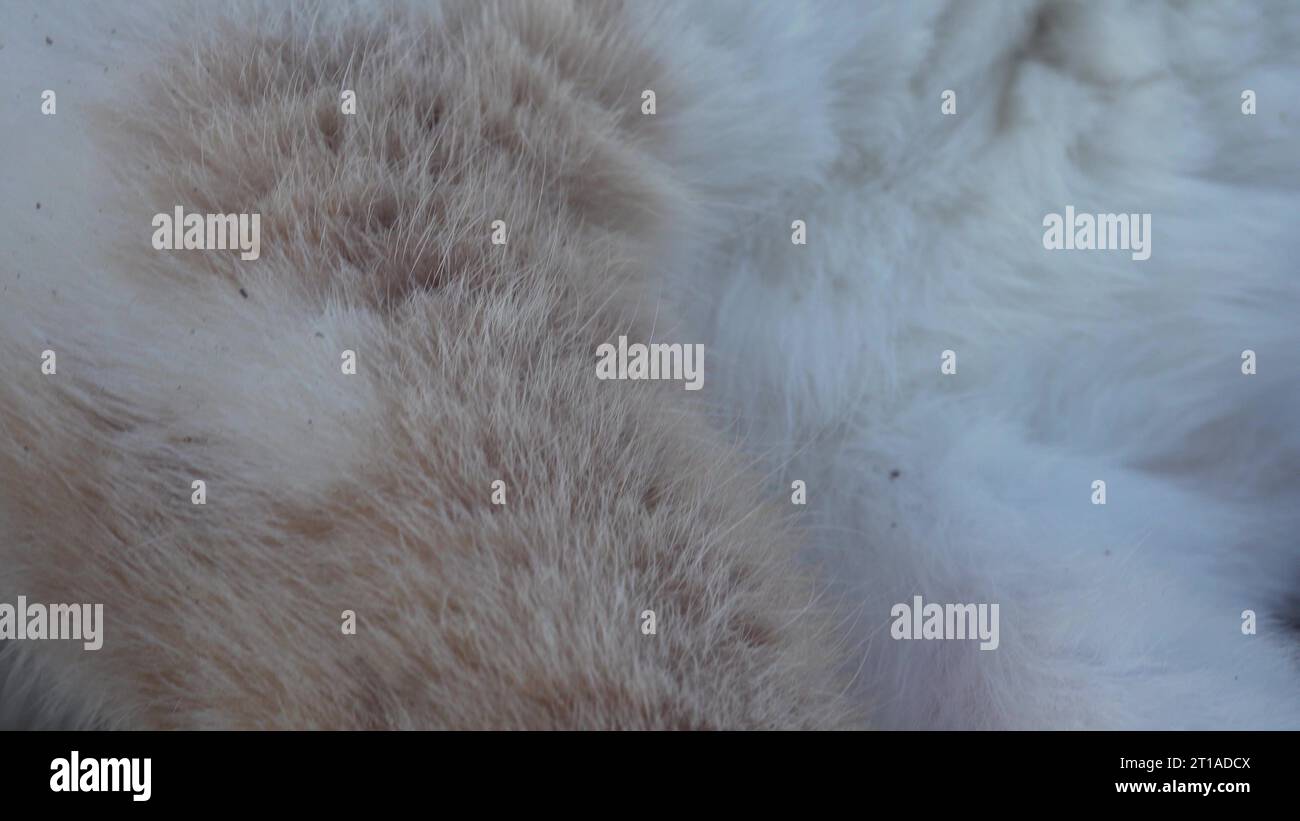 Cat ears close up. Bones on the ears of a cat in macro Stock Photo Alamy