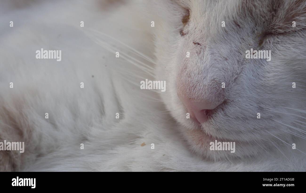 Cat ears close up. Bones on the ears of a cat in macro Stock Photo Alamy