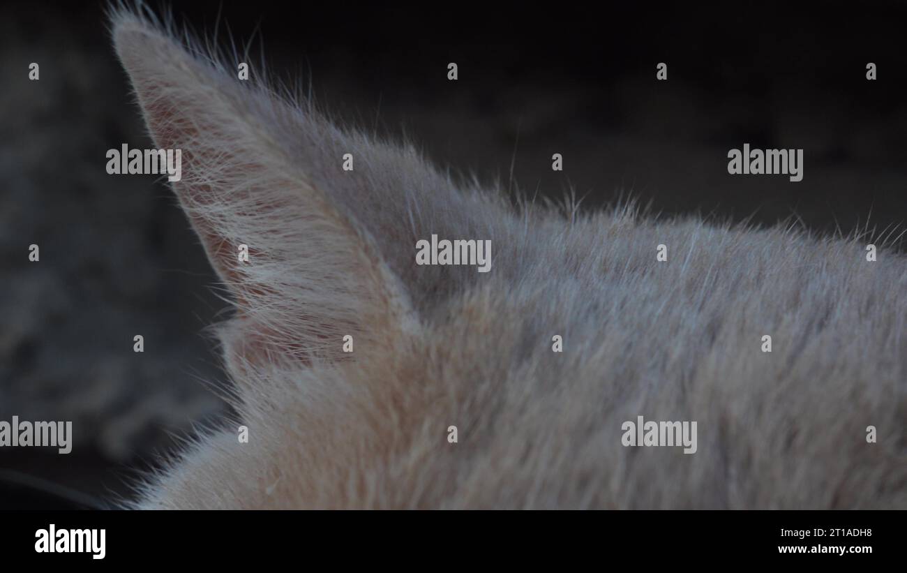 Cat ears close up. Bones on the ears of a cat in macro Stock Photo Alamy