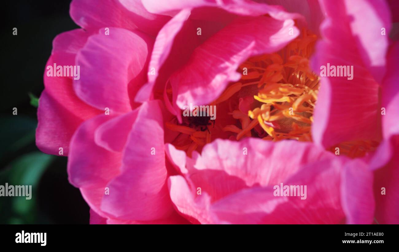 A honey bee hunts for nectar in a purple peony flower. The purple peony