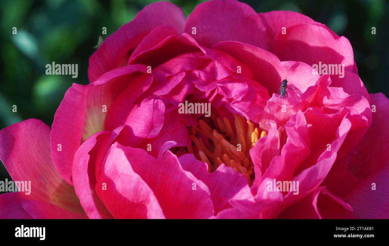 A honey bee hunts for nectar in a purple peony flower. The purple peony