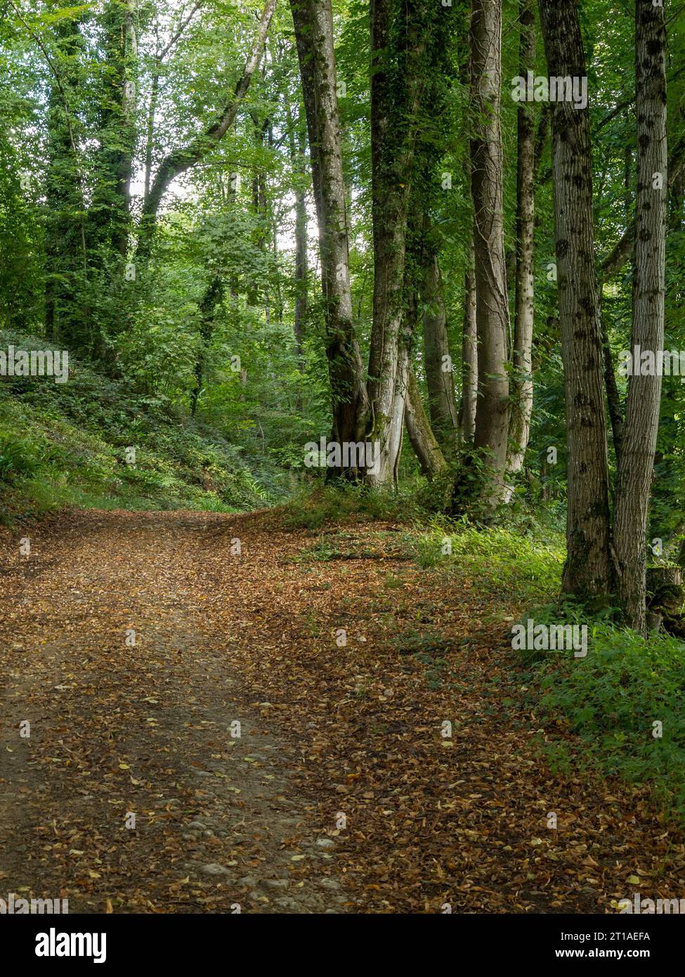 Woodland trail with beech trees, Lower Lodge Wood,Newark Park, Wotton Under Edge, Gloucestershire, UK. Stock Photo