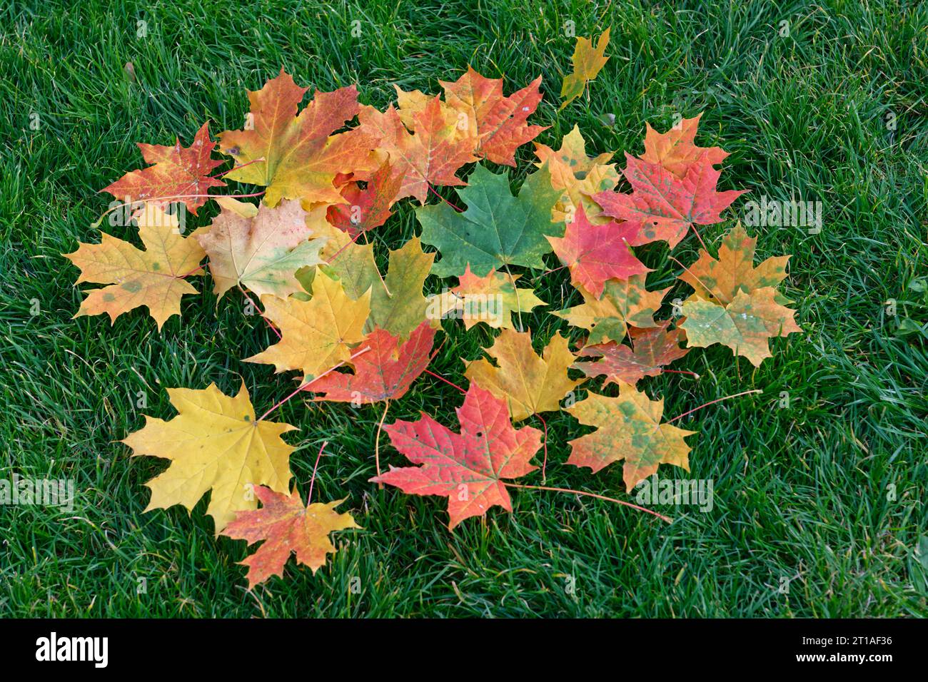 Multicolored maple leaves fallen on green grass of the lawn. autumn ...