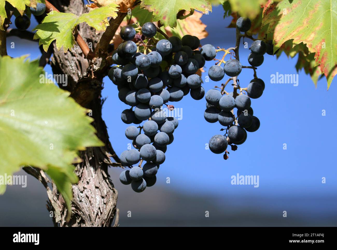 Italien, Südtirol 11. Oktober 2023 Hier der Blick auf einen Weinstock ...