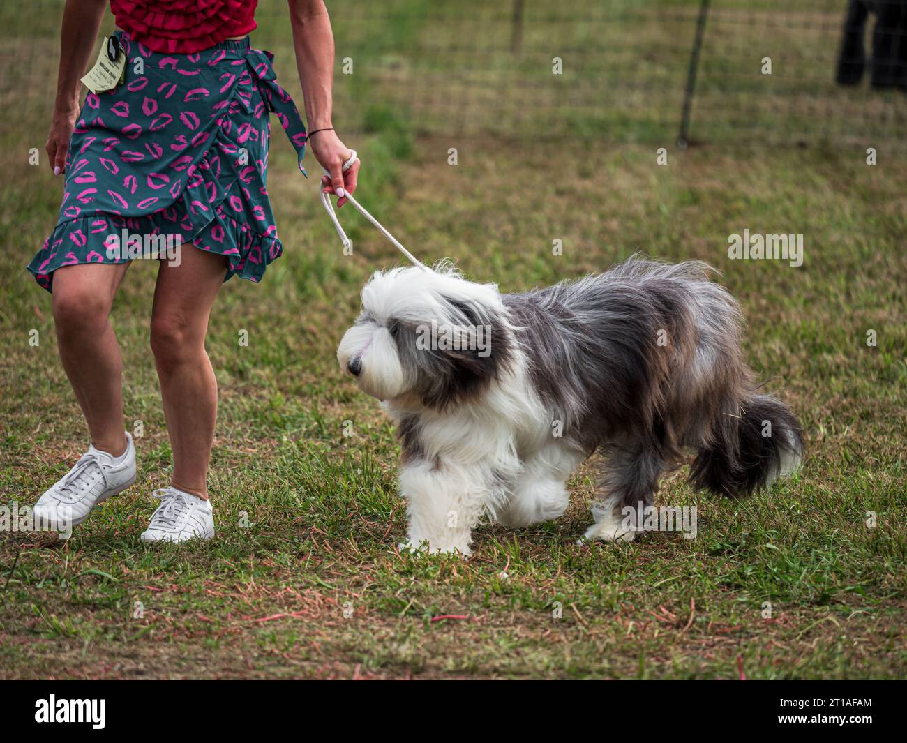 Beautiful dogs at an outdoor dog show. Different breeds of dogs Stock