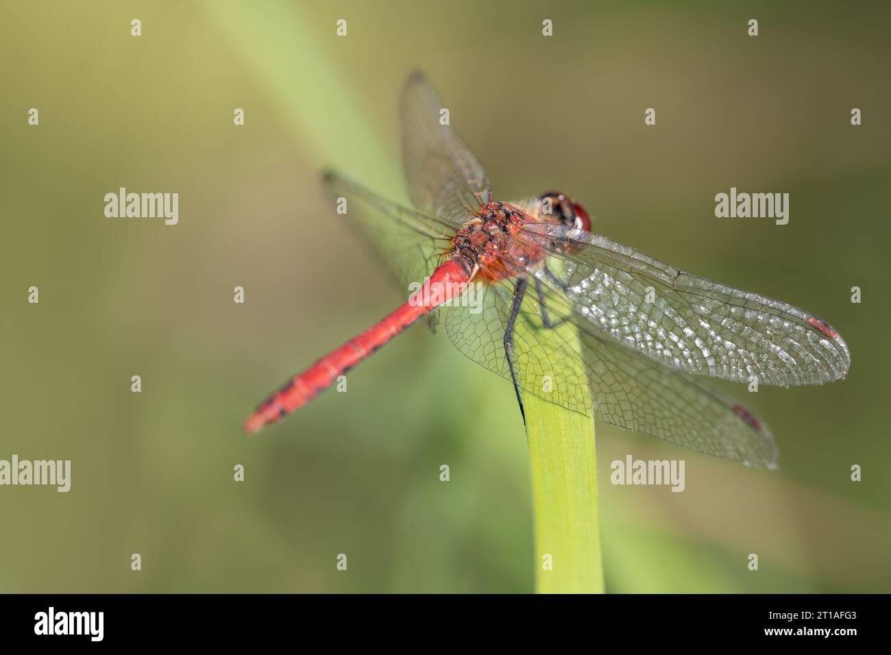 Dragonfly red insect wildlife hi-res stock photography and images - Alamy