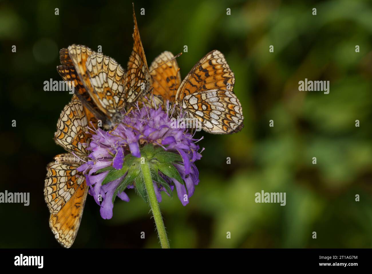 Melitaea athalia Family Nymphalidae Genus Mellicta Heath fritillary butterflies wild nature insect photography, picture, wallpaper Stock Photo