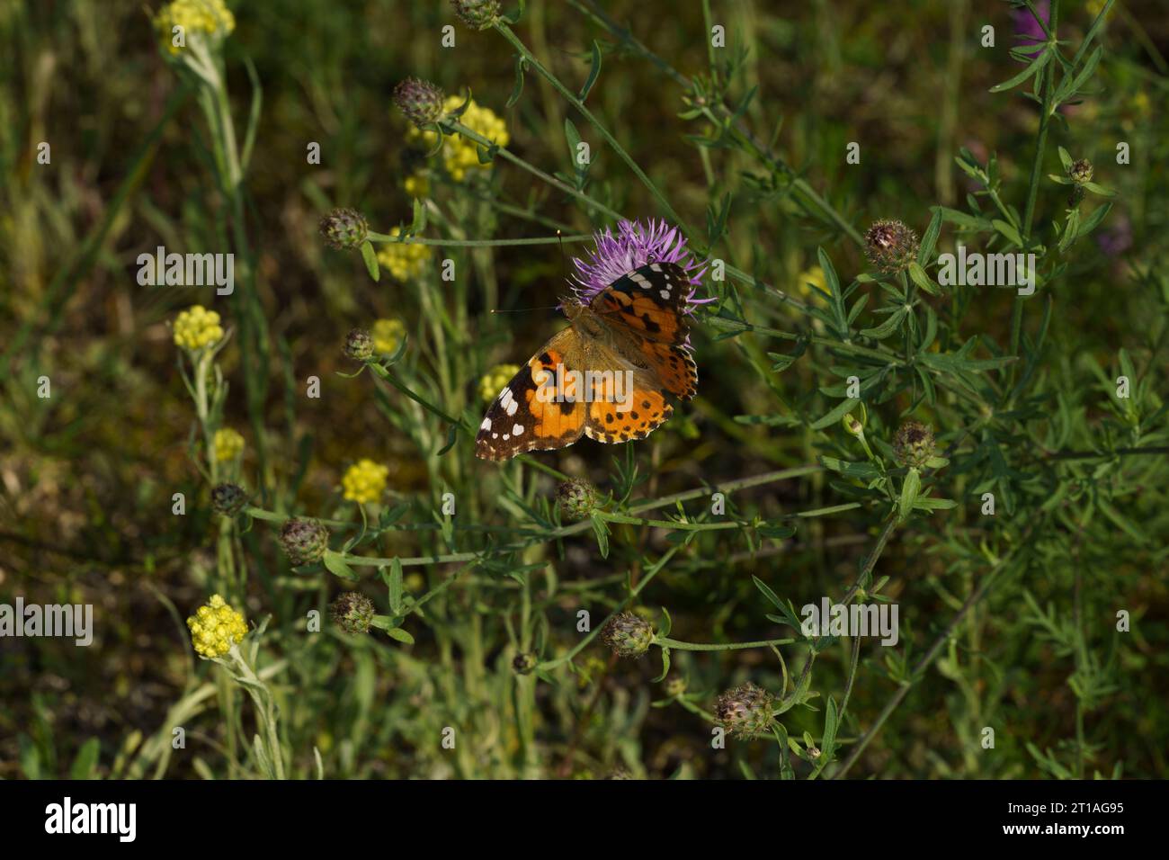 Vanessa cardui Family Nymphalidae Genus Vanessa Painted lady butterfly wild nature insect photography, picture, wallpaper Stock Photo