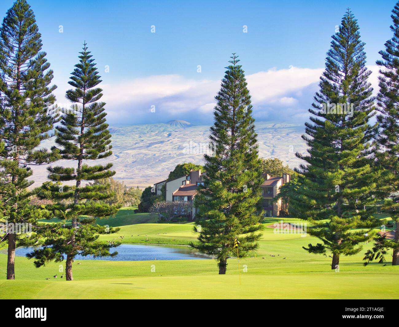 View of green golf course on the Big Island of Hawaii, resort location with lake, nene geese, trees, and mountains. Stock Photo