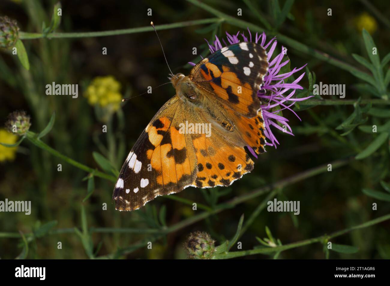 Vanessa cardui Family Nymphalidae Genus Vanessa Painted lady butterfly wild nature insect photography, picture, wallpaper Stock Photo