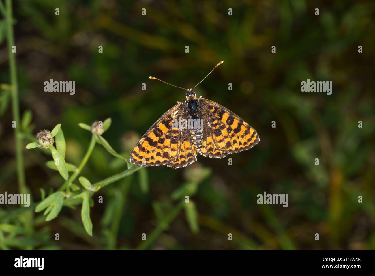 Melitaea didyma Family Nymphalidae Genus Melitaea Spotted fritillary Red-band fritillary butterfly wild nature insect photography, picture, wallpaper Stock Photo