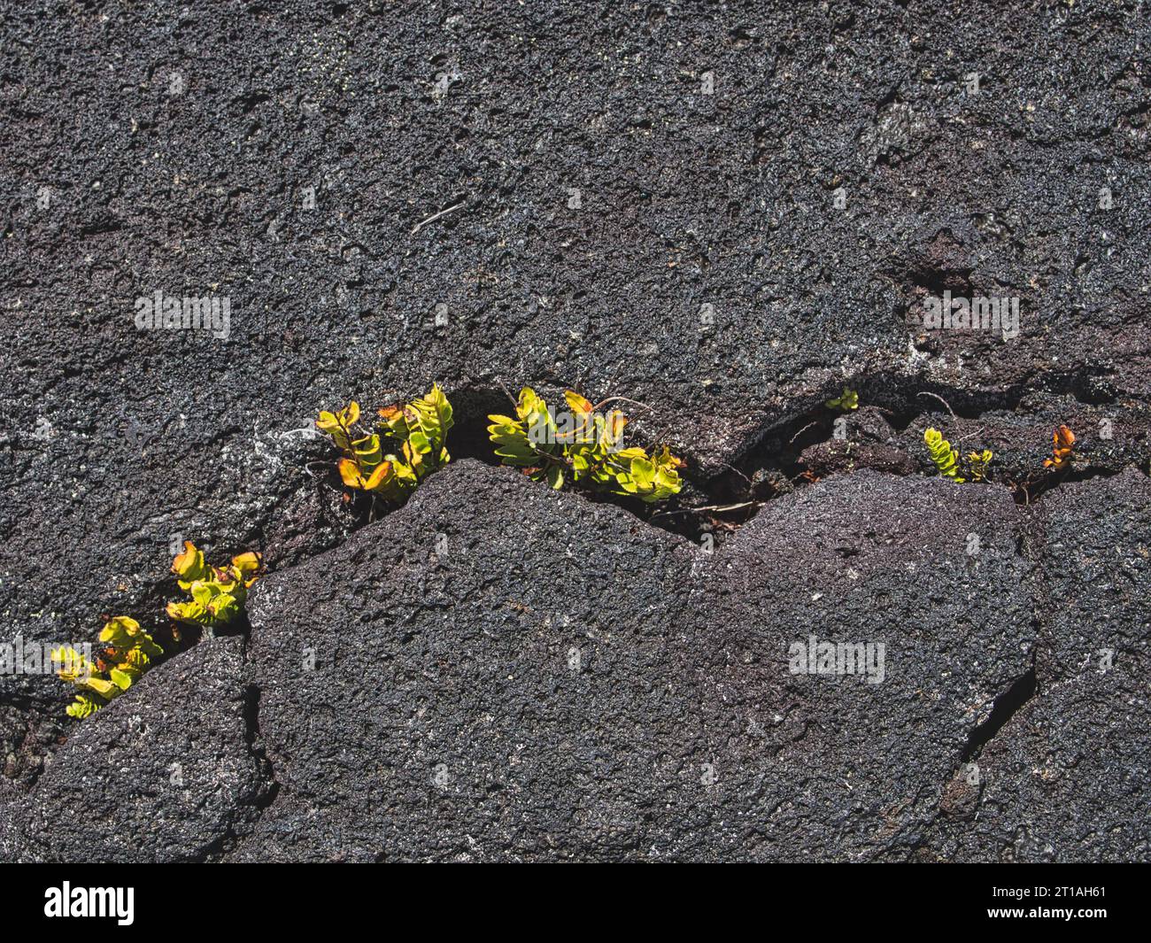 Small green plants grow through a small crack/crevice in lava rock in Hawaii, Volcanoes National Park. Stock Photo