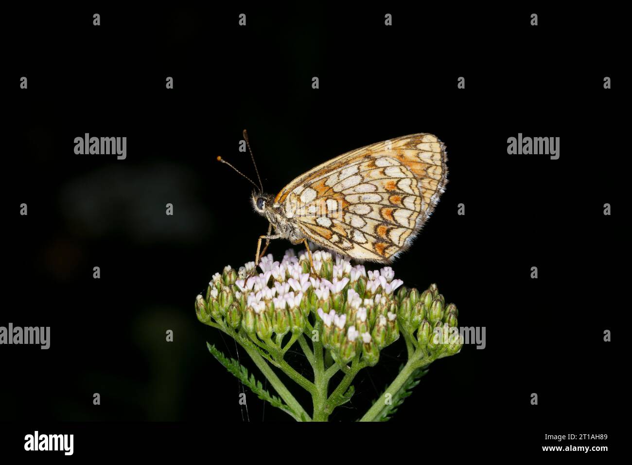 Melitaea athalia Family Nymphalidae Genus Mellicta Heath fritillary butterfly wild nature insect photography, picture, wallpaper Stock Photo