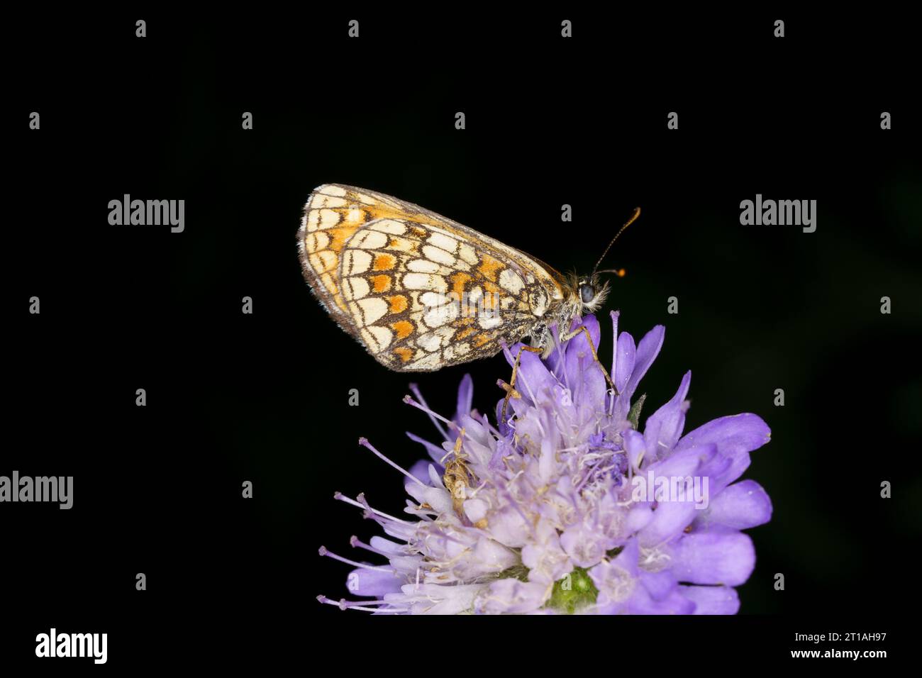 Melitaea athalia Family Nymphalidae Genus Mellicta Heath fritillary butterfly wild nature insect photography, picture, wallpaper Stock Photo