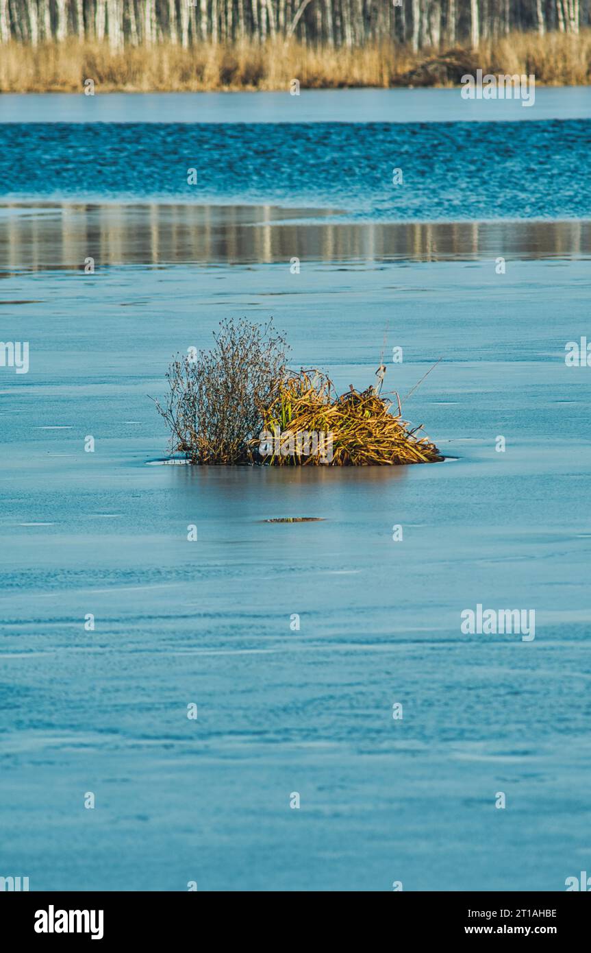 a bunch of cane at the middle of a lake partially covered with ice during sunny day in winter season Stock Photo