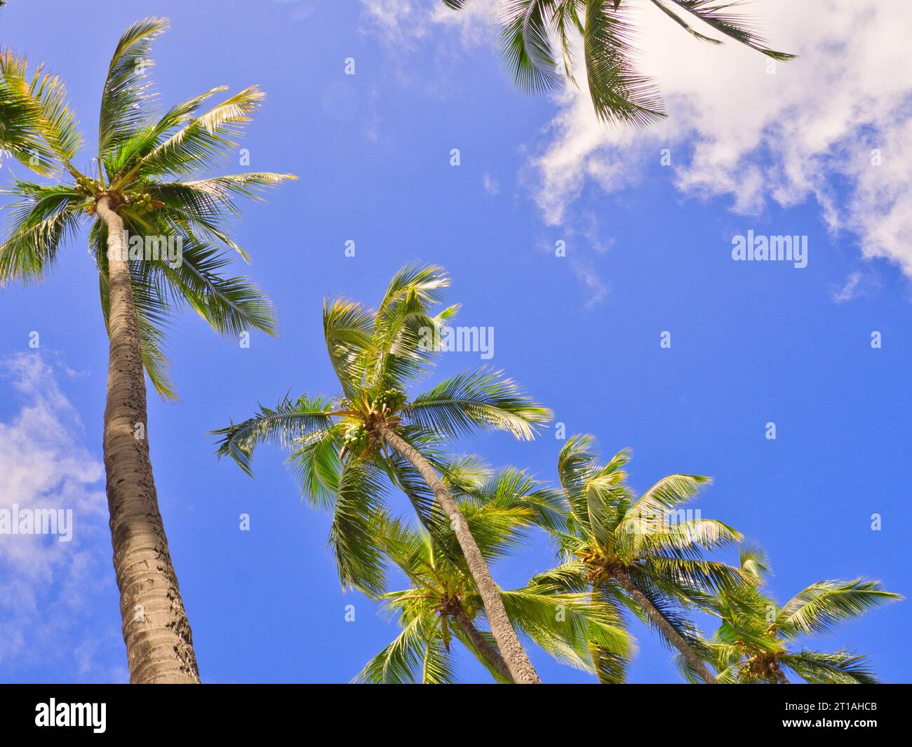 Line of coconut palm trees against blue sky with fluffy white clouds at beach in Kailua-Kona, Big Island, Hawaii. Stock Photo