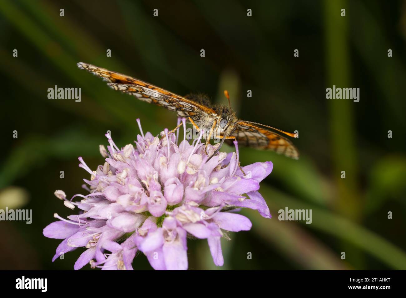 Melitaea athalia Family Nymphalidae Genus Mellicta Heath fritillary butterfly wild nature insect photography, picture, wallpaper Stock Photo