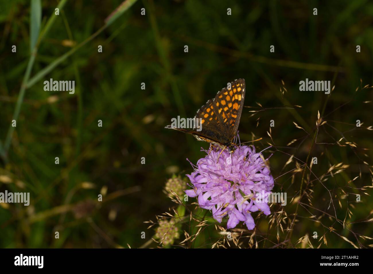 Melitaea athalia Family Nymphalidae Genus Mellicta Heath fritillary butterfly wild nature insect photography, picture, wallpaper Stock Photo