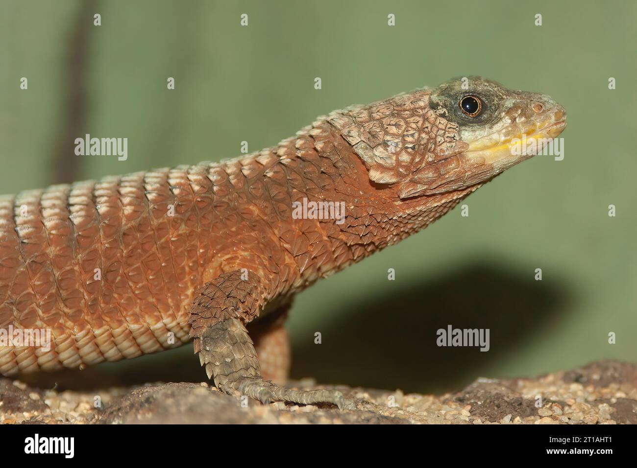 Detailed closeup on a giant girdled lizard, Cordylus giganteus sitting on wood Stock Photo