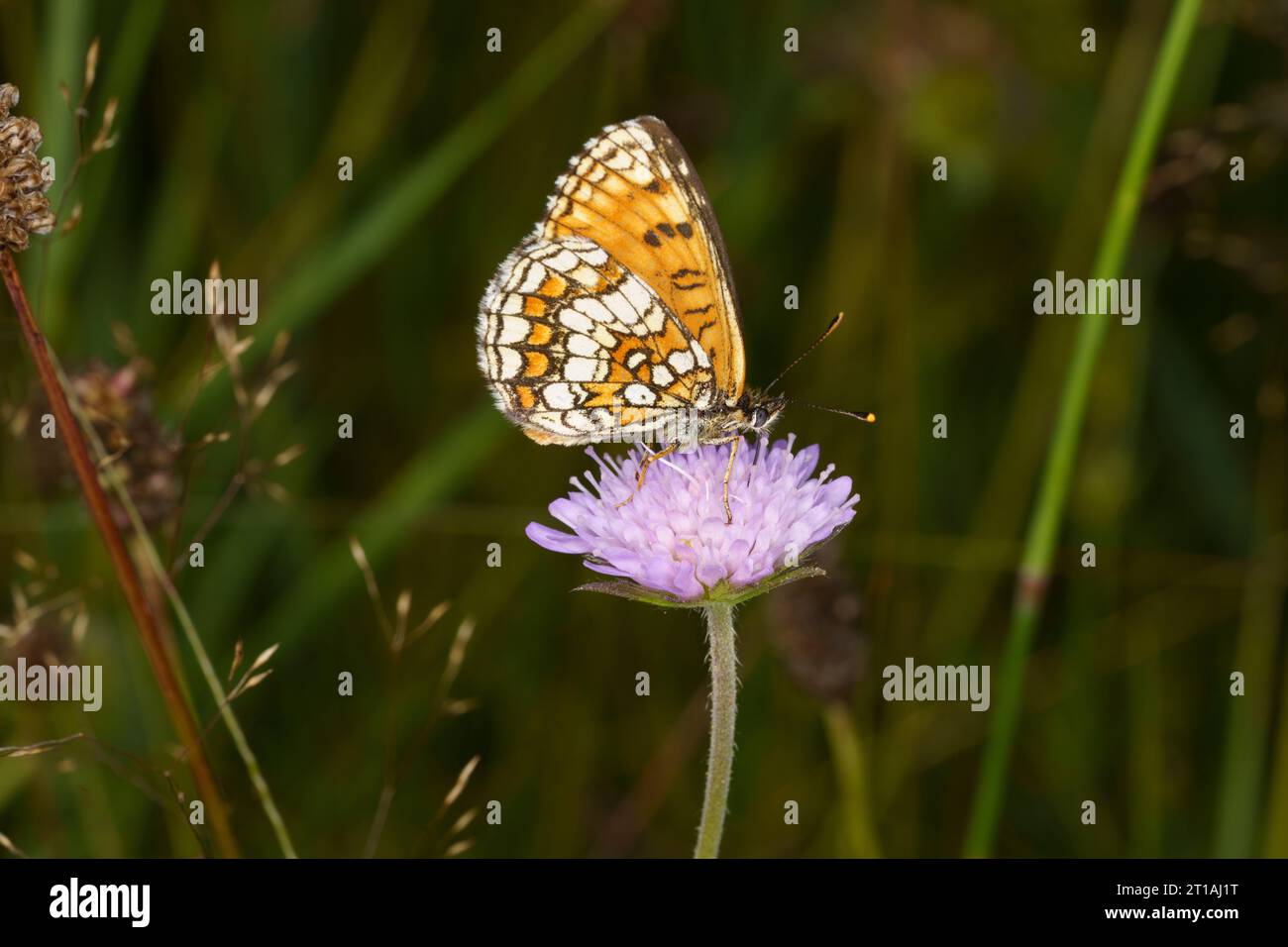 Melitaea athalia Family Nymphalidae Genus Mellicta Heath fritillary butterfly wild nature insect photography, picture, wallpaper Stock Photo