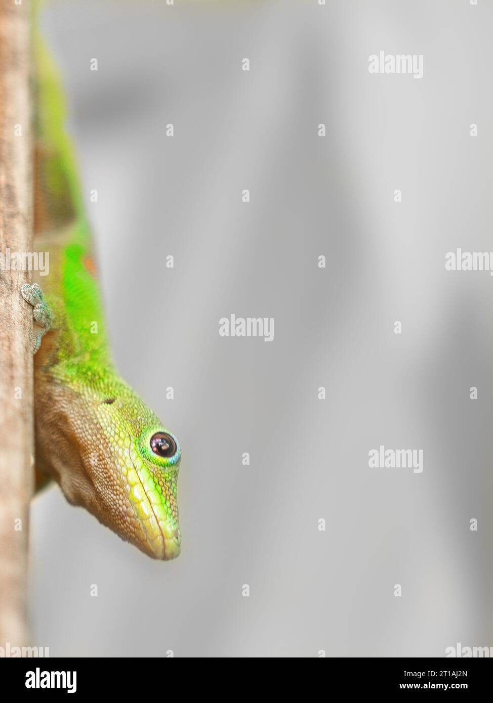 Gold dust day gecko, small green lizard, on a door frame in Hawaii, looking curious and happy. Stock Photo