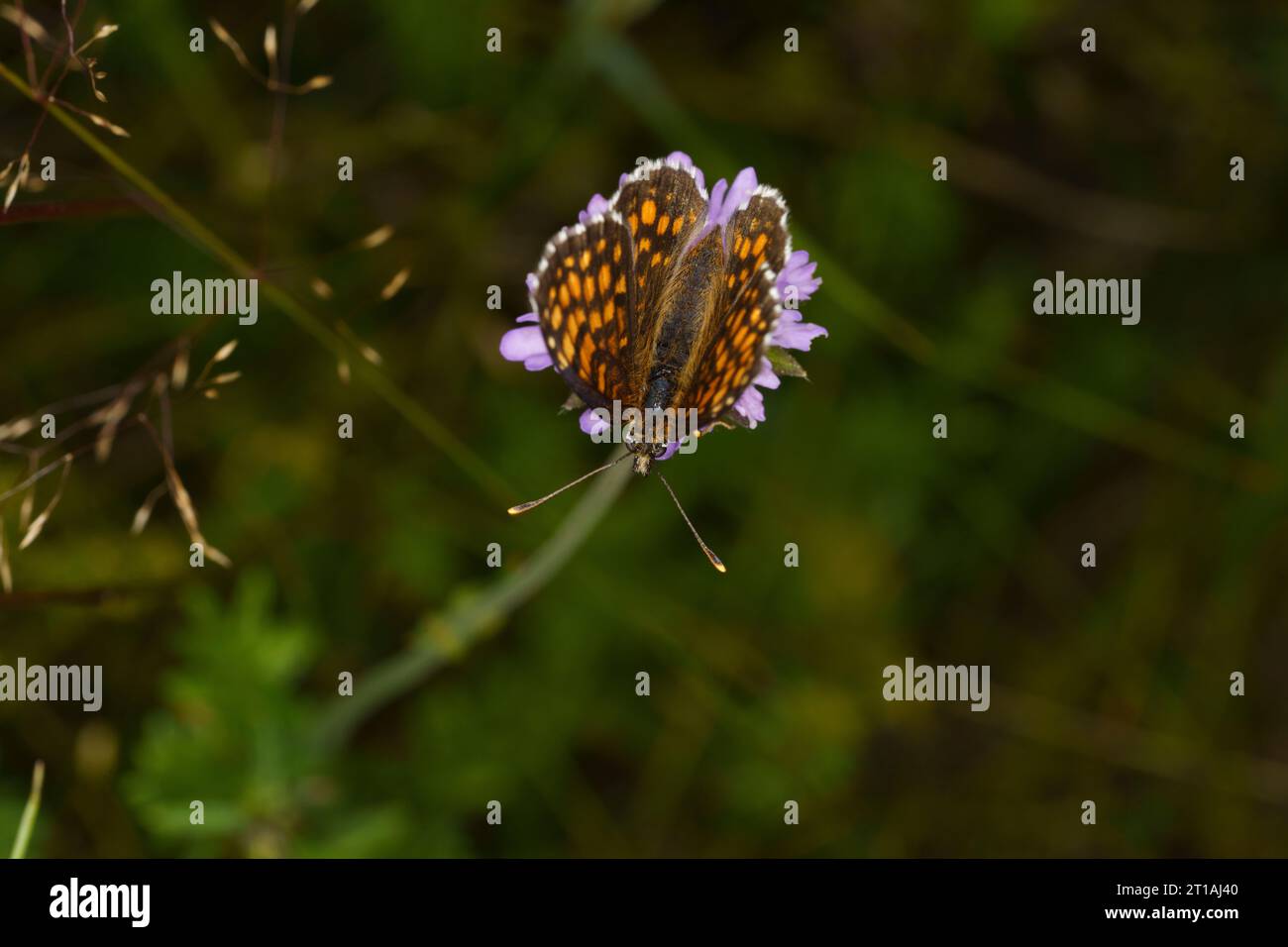 Melitaea athalia Family Nymphalidae Genus Mellicta Heath fritillary butterfly wild nature insect photography, picture, wallpaper Stock Photo