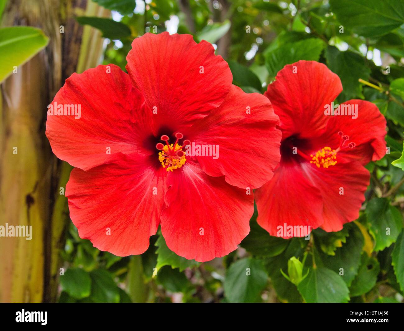 Close up photo of two red hibiscus flowers growing on tree outside in Lihue, Kauai, Hawaii. Stock Photo